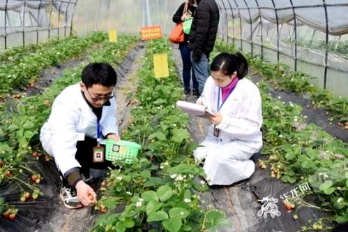 渝北区农产品连续8年例行检测合格率100